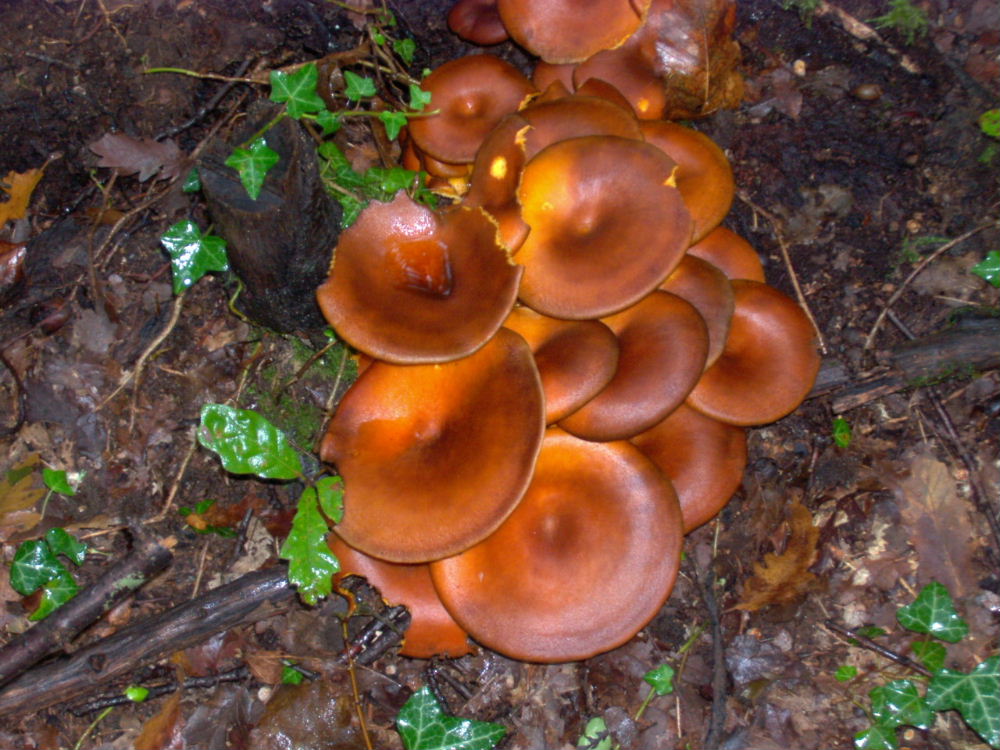 Fungo da Vetralla (VT)